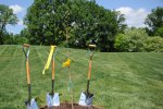 Heirloom Oak Sapling